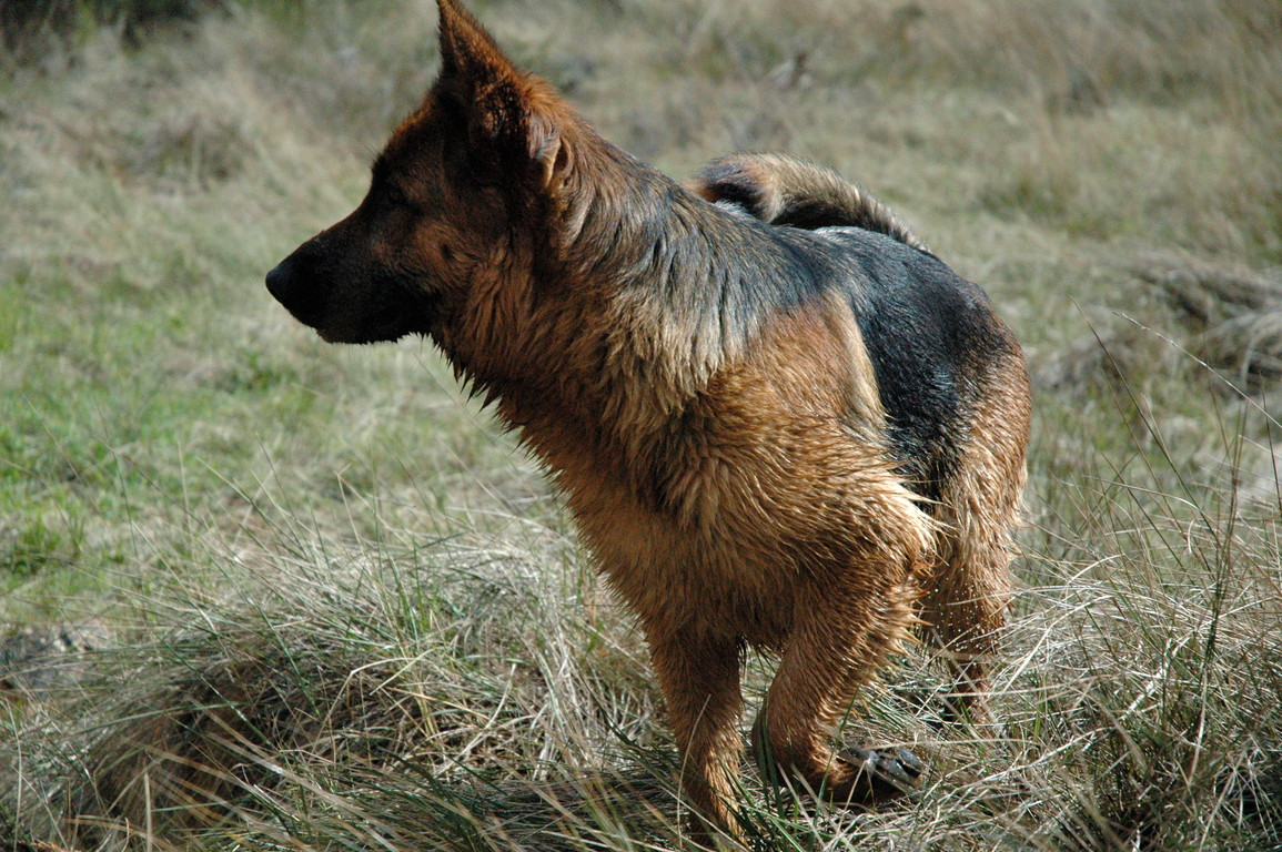 Perro durante una sesión de adiestramiento